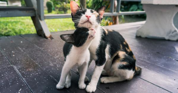 Котките имат репутацията на студени и зли същества Те обаче