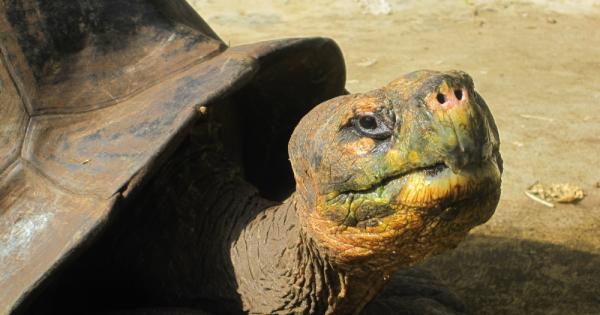 За него може да направят и филм Самотният Джордж –