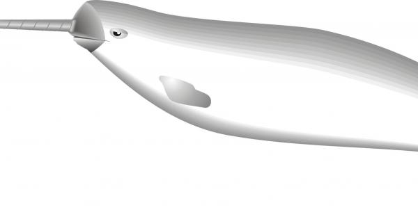 Нарвалите са невероятни животни Тези странни създания са от вида