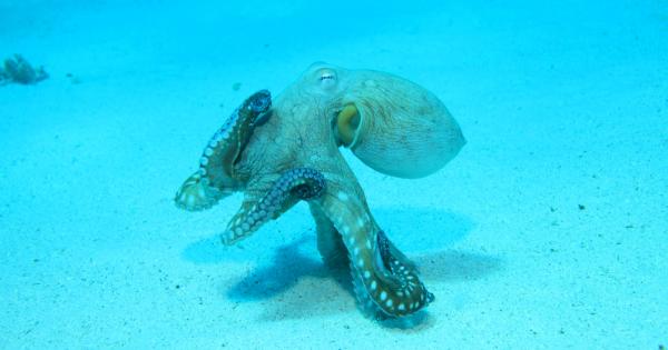 Октоподите са невероятно умни същества Те бягат от своите аквариуми