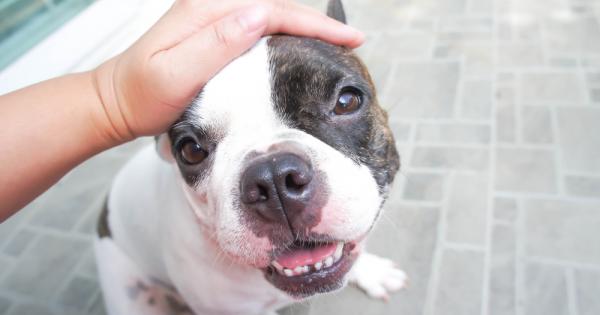 Кучетата от породи смятани за по послушни живеят по дълго от несговорчивите