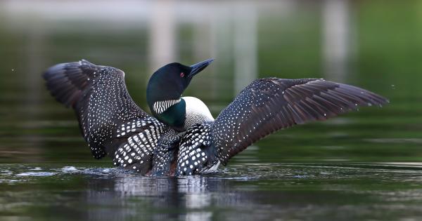 Птиците са възхитителни и повечето от тях са едни от