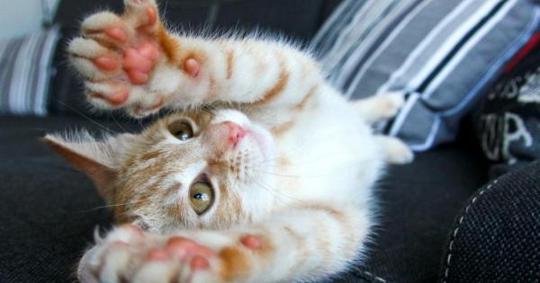 Хората с домашни любимци знаят че те успяват да доловят