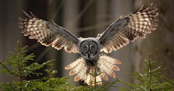 Совите са усъвършенствали изкуството на тихия полет за да се