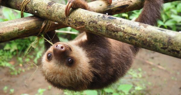 Ленивците прекарват по голямата част от времето си висейки с главата