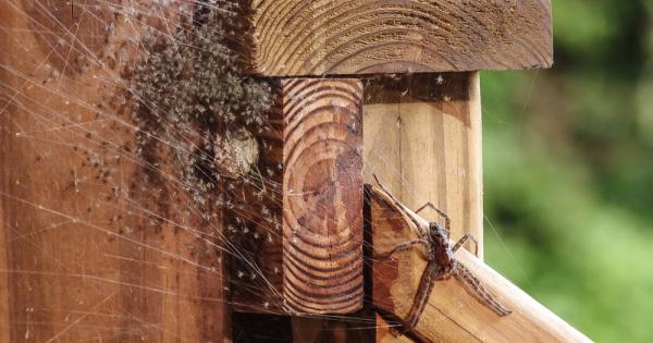 Паяците със сигурност не са сред топ 3 на любимите