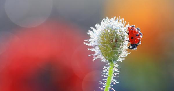 Светът в който живеем е прекрасно място Чудесата са навсякъде