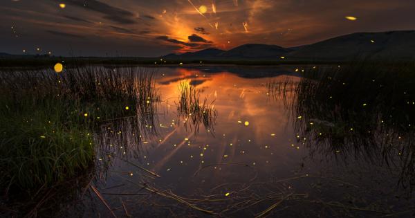 Учените отдавна са забелязали че има групи светулки които синхронизират