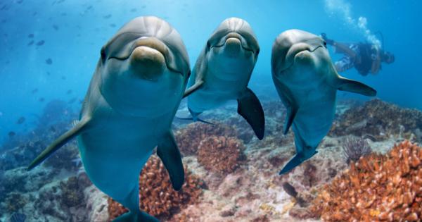 Морските бозайници от вида афала Tursiops truncatus използват дипломация в общуването