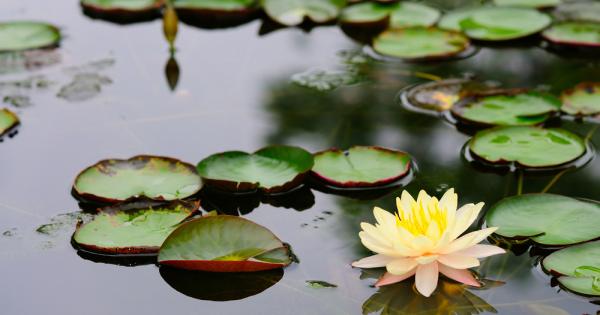 Този запис направен с помощта на микроскоп с висока резолюция