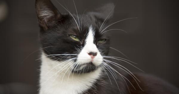 Инженер счетоводител химик и държавен служител започнали спор чий котарак