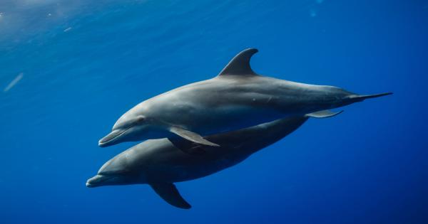 Учени откриха още доказателства които подкрепят твърдението че делфините се