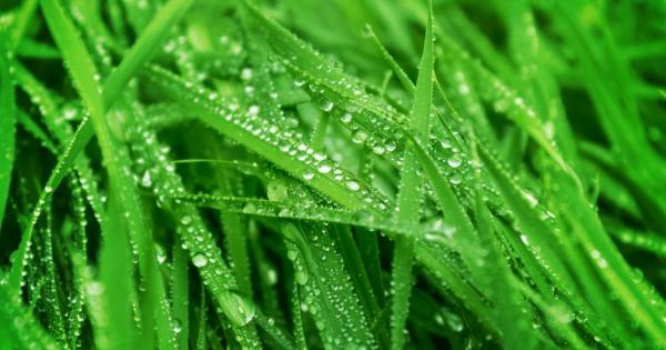 Трудно се гледат растения вкъщи все пак те са оцелели