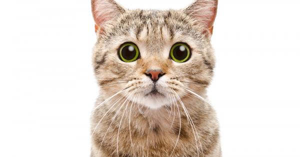 Почти всеки обича котките Независимо дали гледа вкъщи такава или