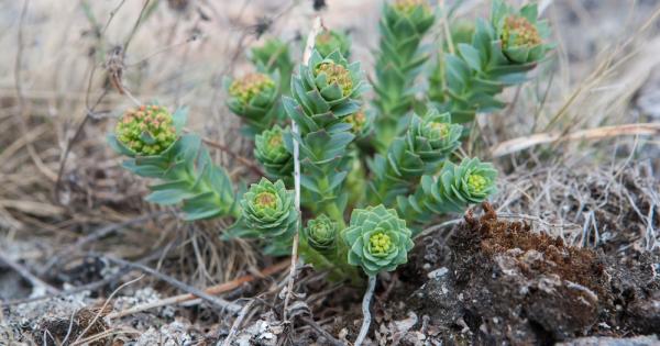 Само 30 от тези които взимат растителни продукти за лечение