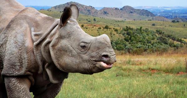 Непрекъснато измират застрашени животински видове като белият носорог е един