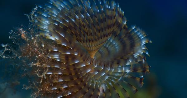 Дълбините на водните басейни открай време провокират детското въображение любопитството