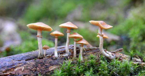 Всички са чували за синия кит и за древните гиганти