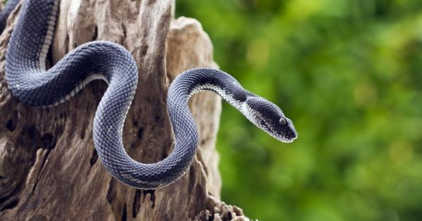 Ловци преследвали една змия и тя помолила минаващ наблизо селянин