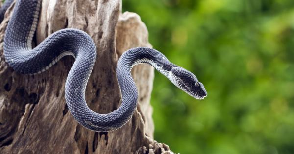 Змиите са едни от най страшните врагове на човека в природата  Затова