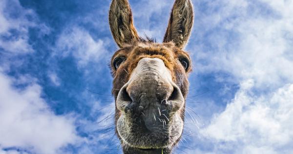 Веднъж магарето на един селянин паднало в кладенеца Докато стопанинът