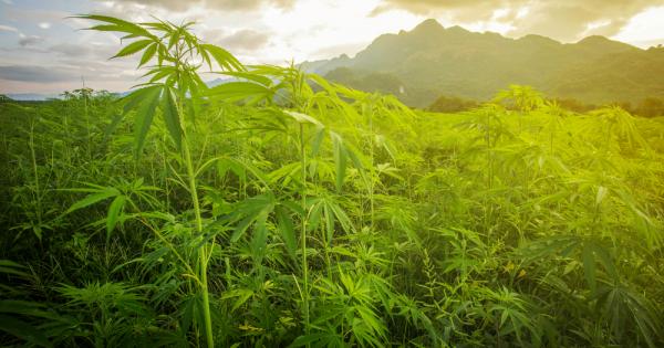 Ново изследване доказва че пушенето на марихуана води до намалена