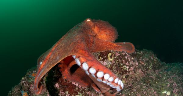 Оказва се че октоподите и техните главоноги събратя са еволюирали