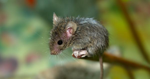 Веднъж малкото мишле тръгнало да пътешества Баба му старата мишка