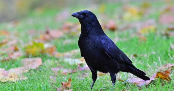 Учени откриха че врановите птици са много по умни отколкото се