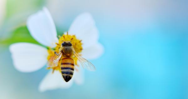 Учени откриха в долината на река Йордан най древните пчелни кошери