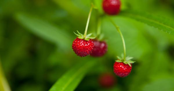 Един човек пресичал поле на което спал тигър Забелязвайки тигъра