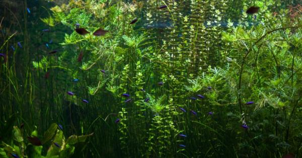 Амазонската дъждовна гора не е само природно чудо То е