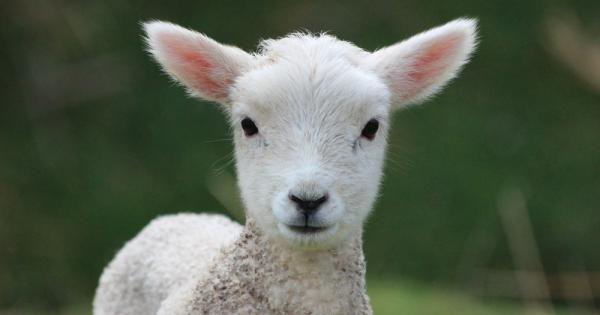 Един ден високо над полето където една овца и нейното