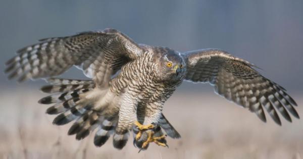 През вековете на историята хората често са използвали соколи и
