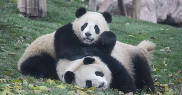 Учените имат нова теория защо пандите имат толкова специфично оцветяване
