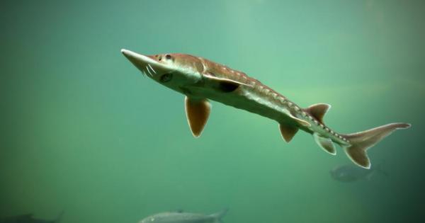 Над 20 000 тримесечни рибки от критично застрашения вид руска есетра поеха своя