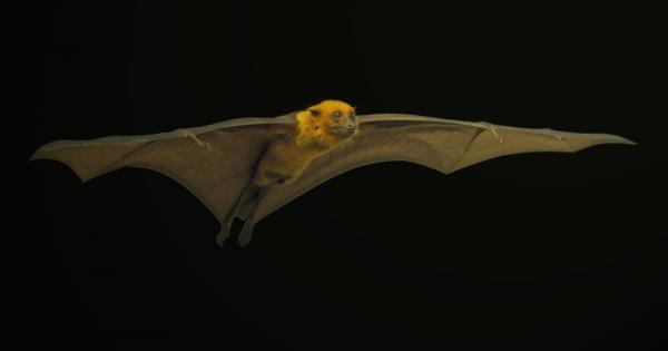 Ново изследване показа че прилепите имат много по сложна комуникация отколкото