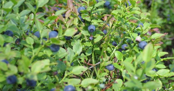 Азбучна истина е че за да функционира правилно мозъкът има