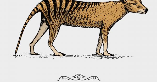 Тилацинът Thylacinus cynocephalus известен като тасманийски вълк или тасманийски тигър