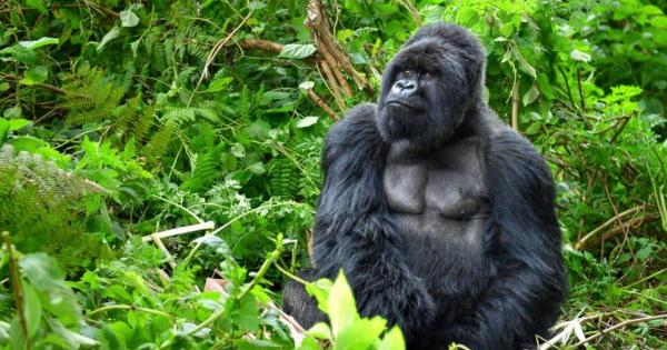 Добри новини Броят на планинските горили които живеят на свобода