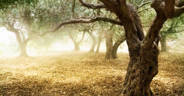 Австрийският дърводобивен гигант Холциндустри Швайгхофер се раздели със сертификата си