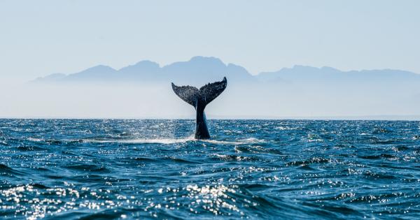 Южноамериканец оцеля след като почти беше погълнат от кит край