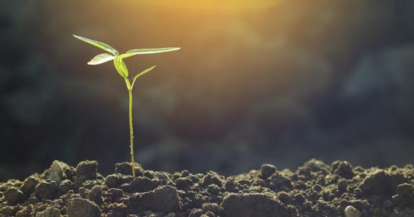 От часовете по биология в училище помним че растенията са