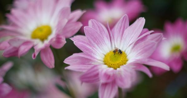 Отдавна е известно че цъфтящите растения привличат насекомите със своя