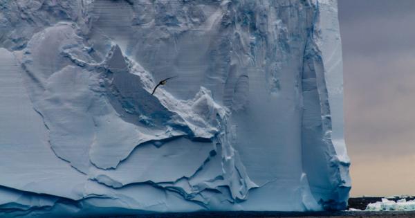 Суонзи Айсберг за който се очаква да стане един от 10 те