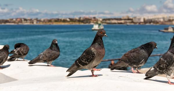 Гълъбите не са известни с големите си мозъци но те