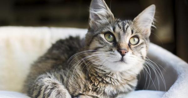 Протозоен паразит който се открива в котките може да упражнява