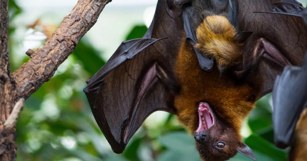 Колкото и плашещо да звучи тяхното име прилепите вампири обикновено