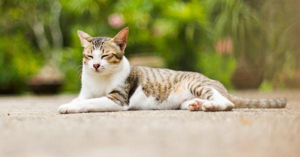 Паразит наречен Toxoplasma gondii се смята за отговорен за увеличаването