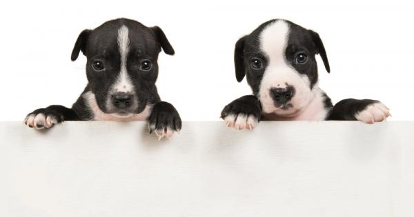 Често чуваме невероятни истории за животинския свят И колкото по опасни